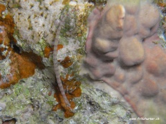 Corythoichthys flavofasciatus (Netzseenadel)